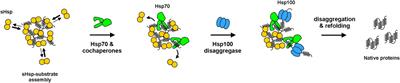 The Small Ones Matter—sHsps in the Bacterial Chaperone Network